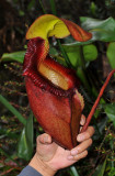 Nepenthes x kinabaluensis. In hand.