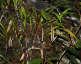 Pholidota pectinata