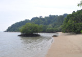 Pulau Besar. Mangrove beach.