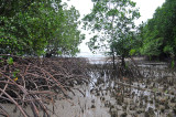 Mangroves.