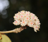 Hoya close-up.