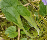 Viola hirta. Young foliage showing the typical hairs.