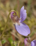 Viola hirta. Pale clone close-up. Side.