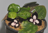 Asarum maximum.