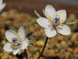 Eranthis pinnatifida. Close-up.