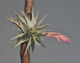 Tillandsia grazielae.