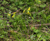 Gagea minima.