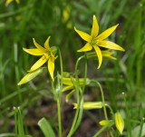 Gagea minima. Close-up.