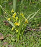 Gagea lutea.
