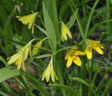 Gagea lutea. Closer.