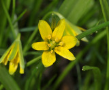 Gagea lutea. Close-up.