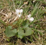 Viola odorata. White.