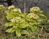 Petasites japonicus.