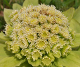 Petasites japonicus. Close-up.