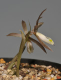 Nervilia plicata. Side.