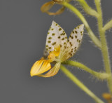 Ponthieva maculata. Close-up.