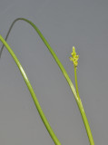 Microtis unifolia.
