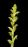 Microtis unifolia. Close-up.