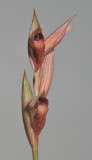 Serapias vomeracea