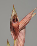 Serapias vomeracea. Close-up.