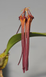 Bulbophyllum habrotinum.