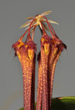 Bulbophyllum habrotinum. Close-up.