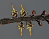 Bulbophyllum maximum.