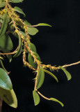 Bulbophyllum sessile.