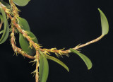 Bulbophyllum sessile. Closer.
