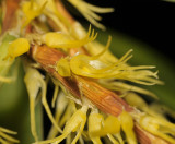 Bulbophyllum sessile. Close-up.