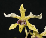 Dendrobium atroviolaceaum.