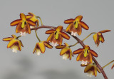 Eriopsis biloba.