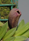 Phloeophila pubescens. Close-up.