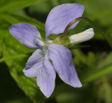 Viola riviniana. Note the notched spur behind the flower