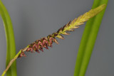 Bulbophyllum cochleatum var. bequaertii. closer.