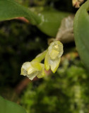 Bulbophyllum inconspicuum. Close-up.