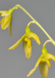 Bulbophyllum polyrhizum.Close-up.