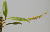 Bulbophyllum saltatorium var.?