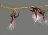 Bulbophyllum saltatorium var. albociliatum.