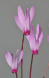 Cyclamen repandum subsp. peloponnesiacum. Close-up.
