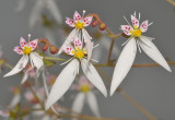 Saxifraga stolonifera. 'Hikosan Hardy'.