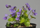 Viola odorata. Selected clone.