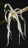 Dendrobium amboinense.