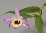 Dendrobium findlayanum. Dark form.