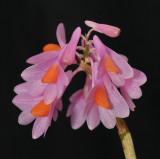Dendrobium pseudoglomeratum. Close-up.
