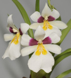 Miltoniopsis roezlii. Close-up.