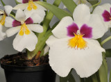 Miltoniopsis roezlii left together with one of its hybrids.