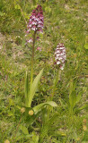 Orchis purpurea. Two clones.