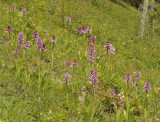 Orchis purpurea O. militaris and their hybrid O. x hybrida.