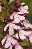 Orchis purpurea. Close-up.